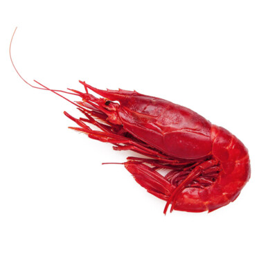 Карабінеро Scarlet prawns